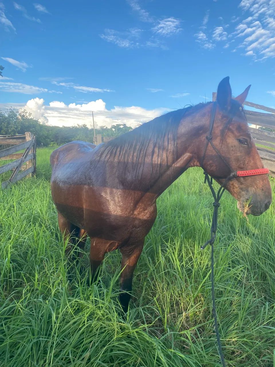 Cavalo bonito é bom de calvagada 