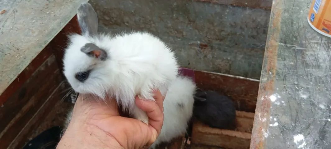 Filhotes de Coelho da Raça Angorá - Foto 6