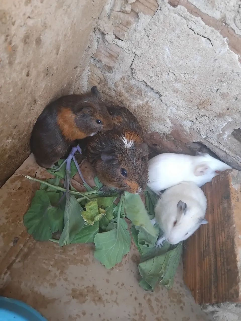 Lindos filhotes de porquinho da Índia