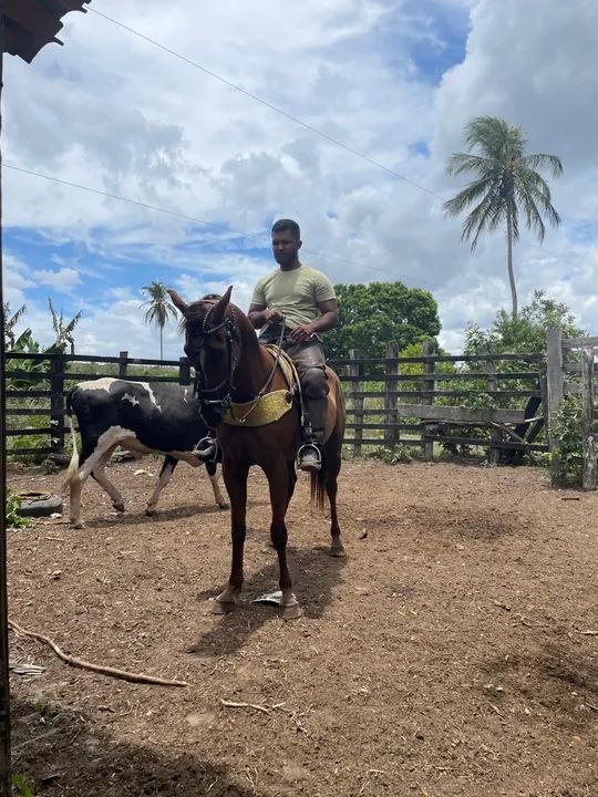 Égua quarto de milha  - Foto 2