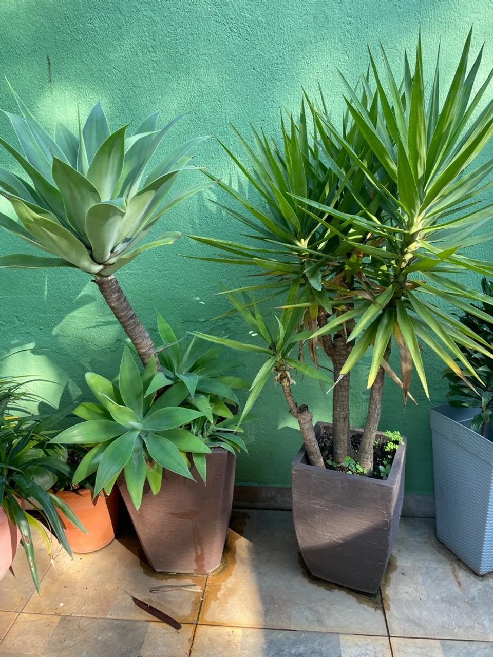 Vasos de plantas ornamentais para decoração