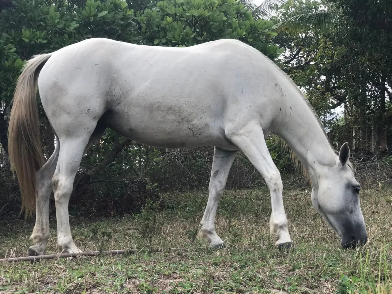 Égua de esteira  - Foto 3