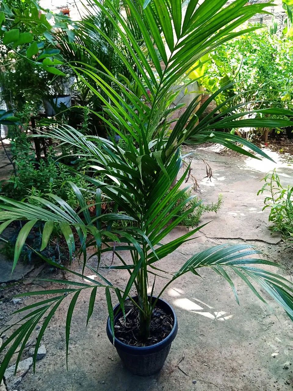 Palmeiras Areca Vaso - Decorativas e Elegantes - Foto 3