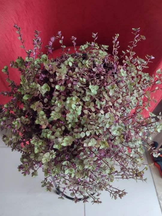 Planta: Dinheiro em Penca 