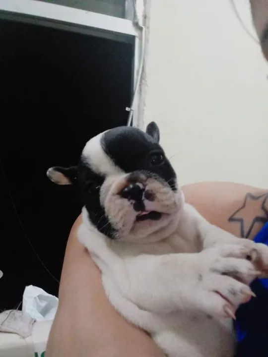 Filhote de Bulldog Francês - Foto 4