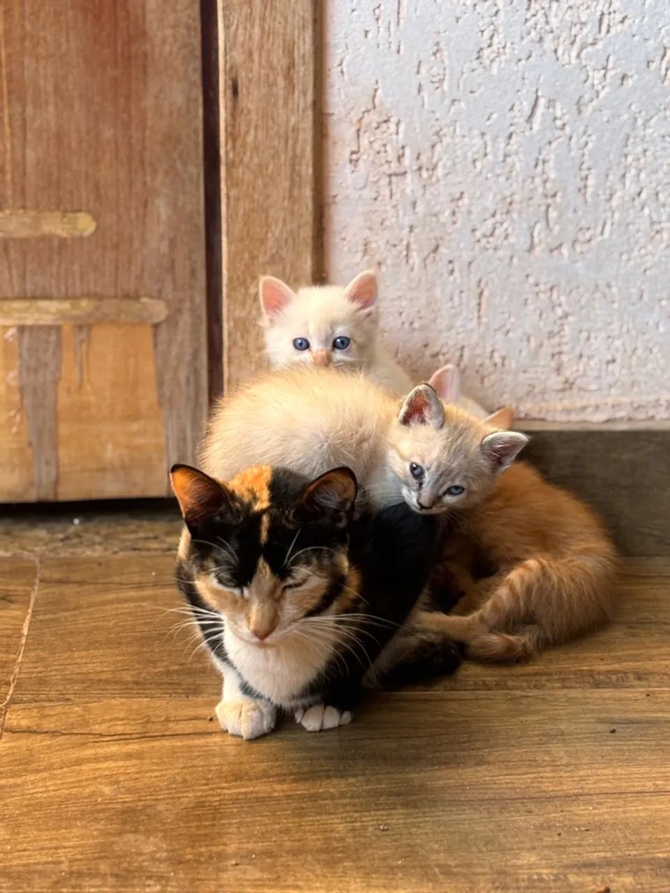 Filhote de gato laranja adorável - Foto 4