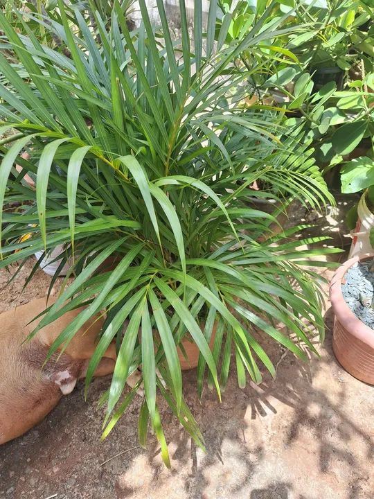 Palmeira Areca - Planta de Interior