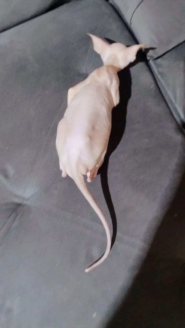 Fêmea sphynx inteira  - Foto 2