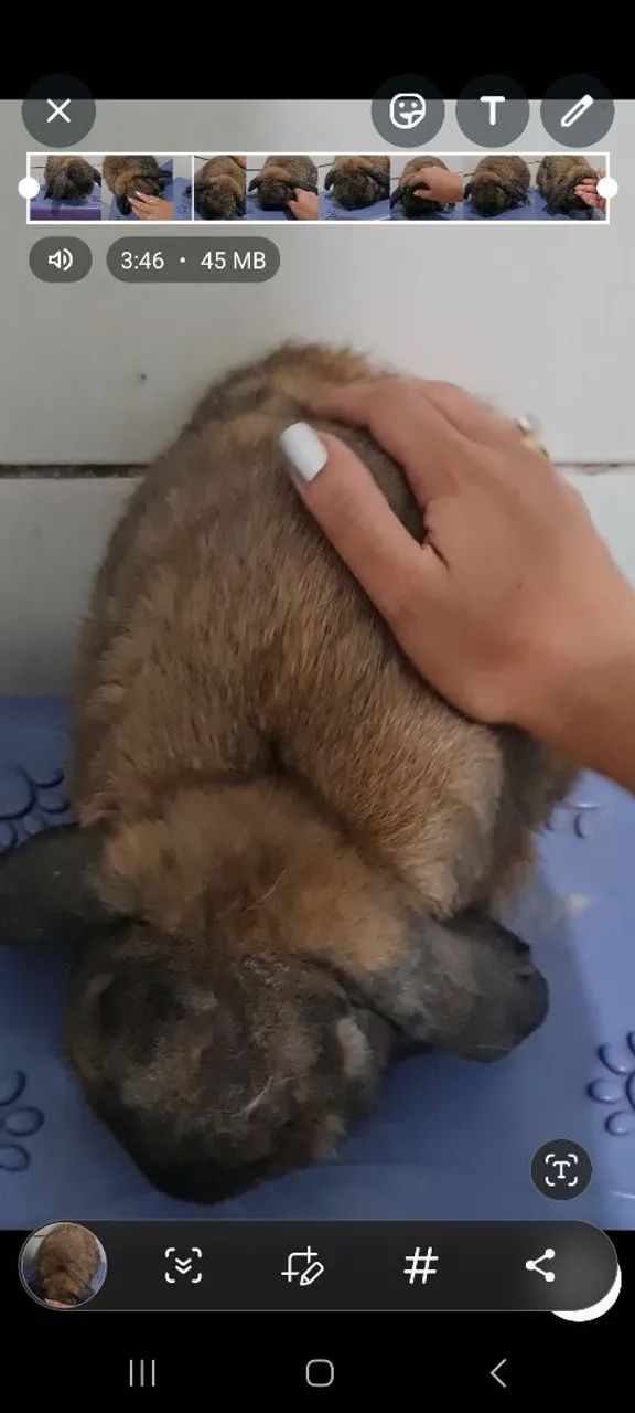 Coelhinho Mini lop - Foto 3