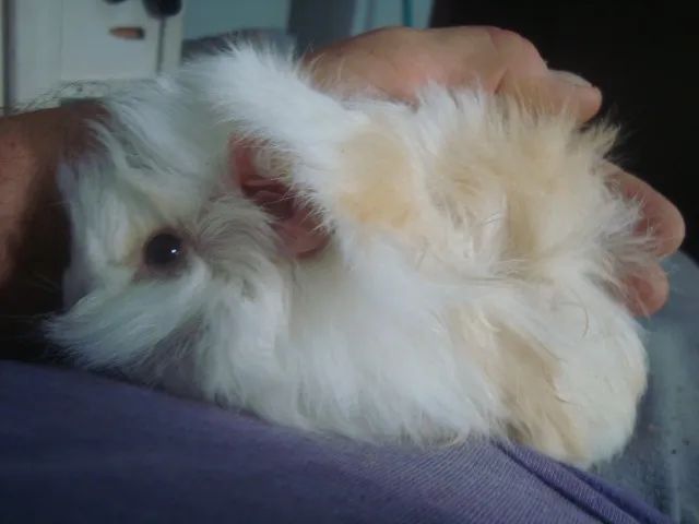 Porquinho da India, Alpaca, Sheltie, Peruano, Abissinio, Inglês, Angora, em Imbé RS - Foto 5