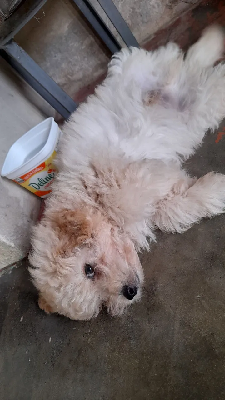 Filhote de poodle