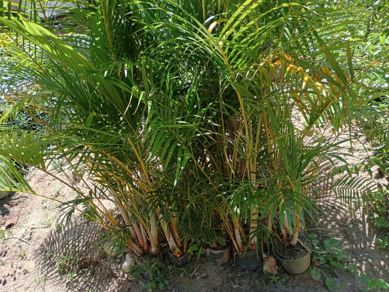 Palmeiras areca bambu. - Foto 3