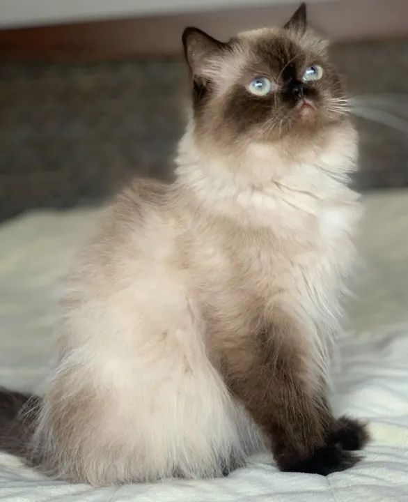 Show de Gata persa Adulta himalaio color point extremada Pelo longo 1 Ano E 4 Meses Linda. - Foto 6