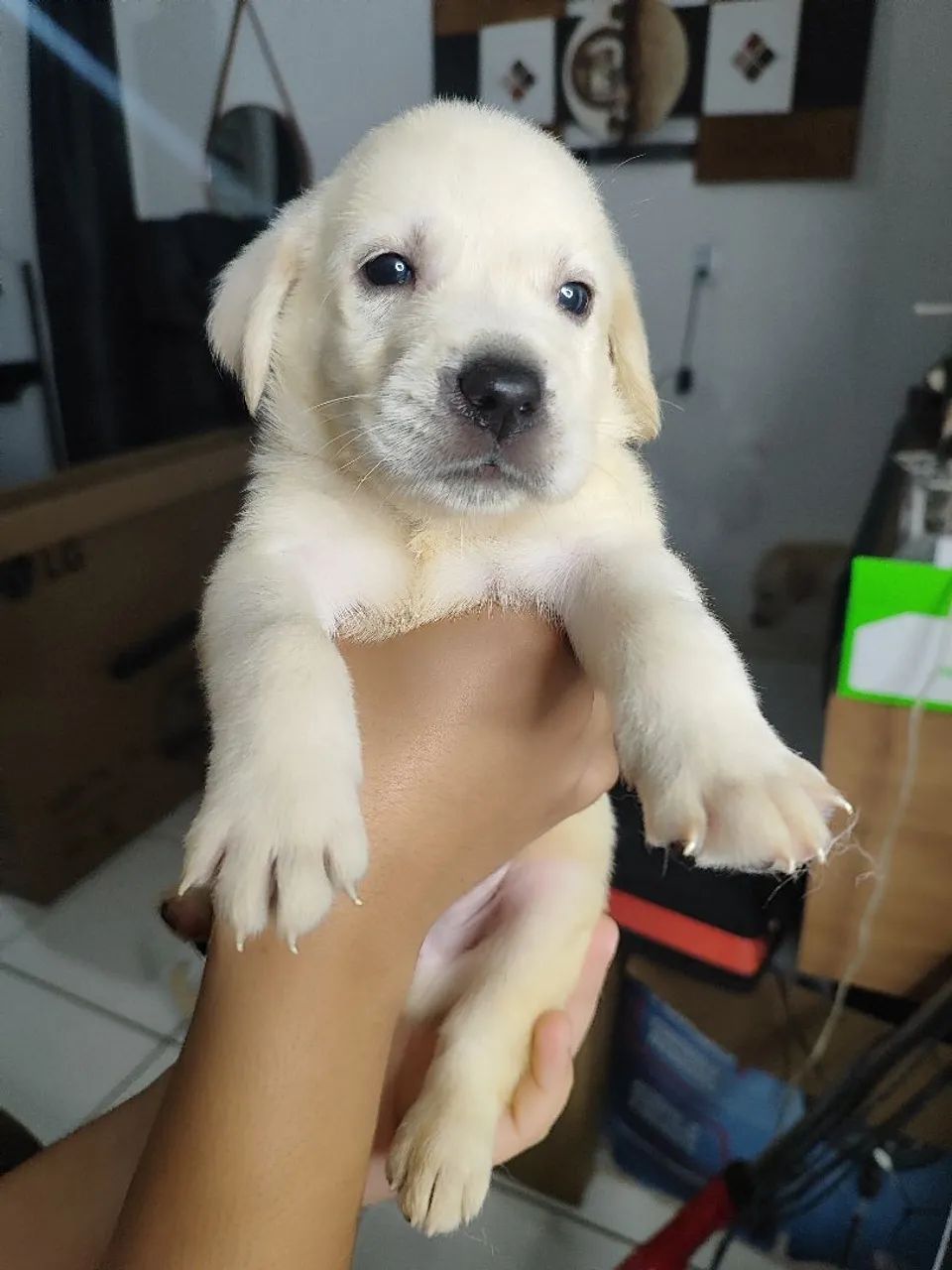 Retriever Puppy Labrador Buy Olx Dog Labrador Olx Olx Golden