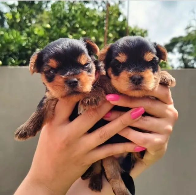 yorkshie-seu olhar para o mundo