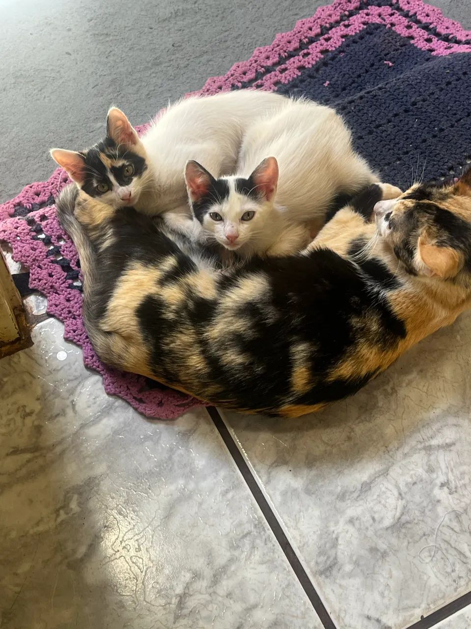 Adoção de gatinhas  - Foto 4