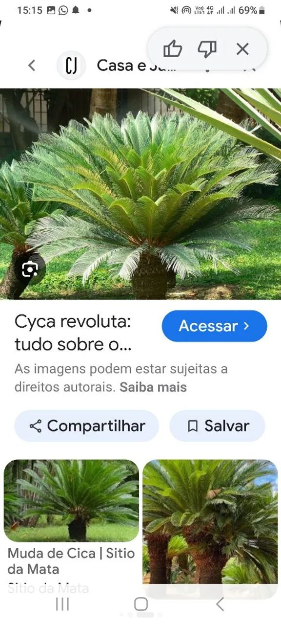 Palmeiras Sagu - Foto 3