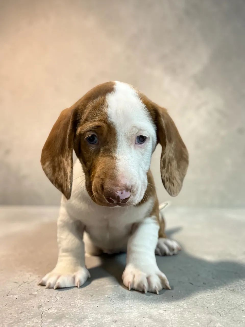 Daschund disponível  - Foto 2