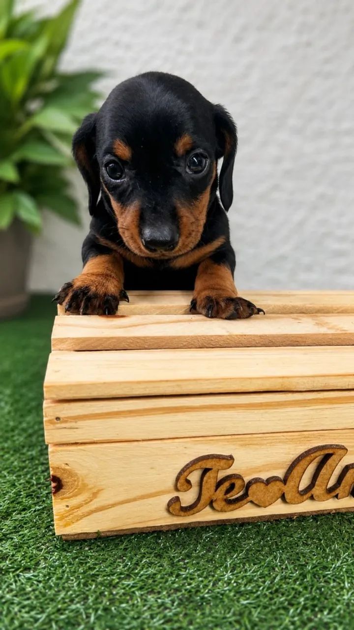 eckel Dachshund Miniatura - Lindos Filhotes Disponíveis - Foto 2