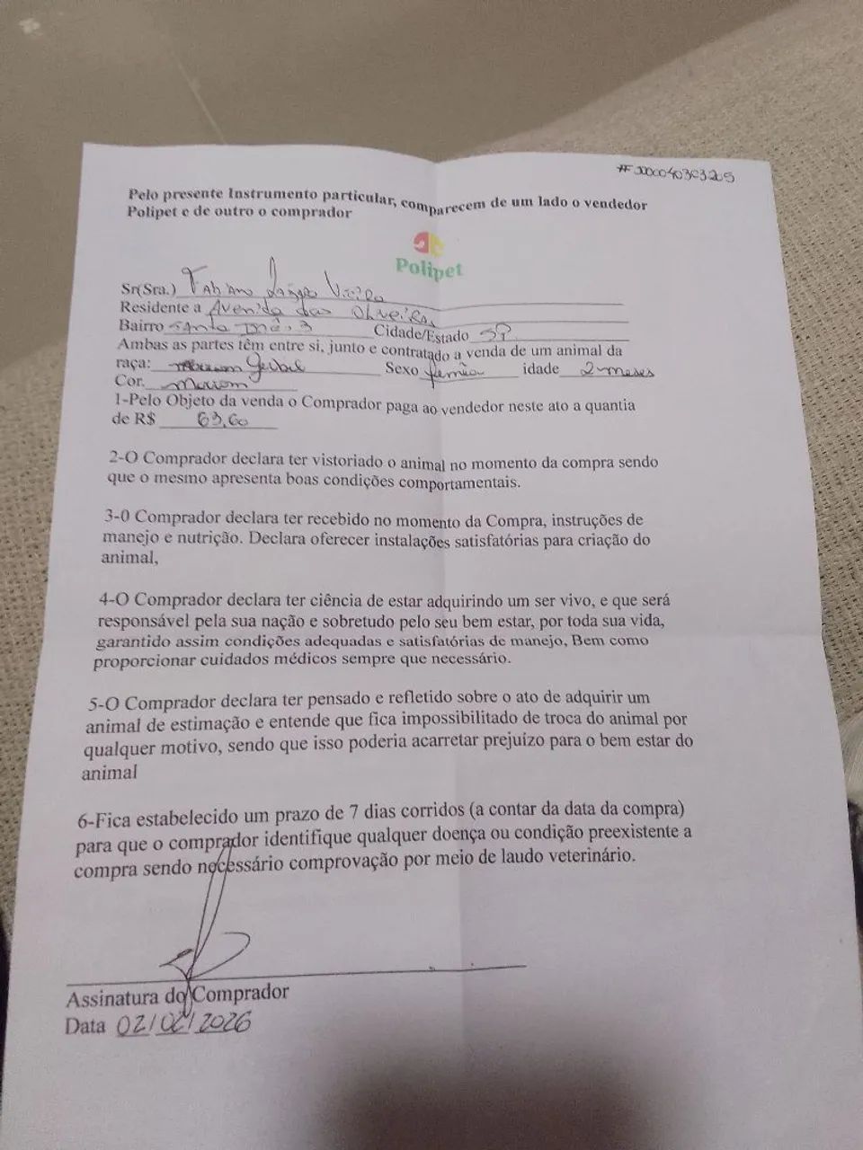 Esquilos Mongólia Gerbil  - Foto 4