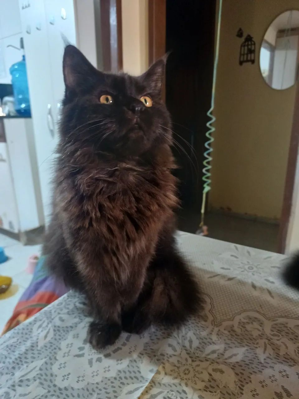 Fêmea Maine Coon - Foto 6