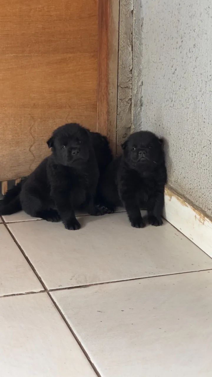 Filhotes de Chow Chow - Foto 2