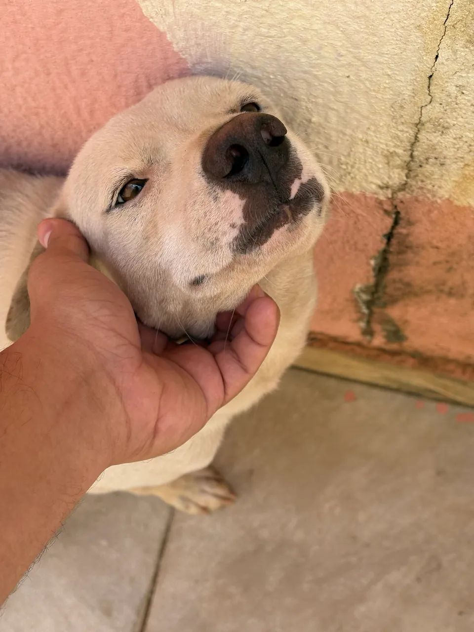 Cachorro pra adoção