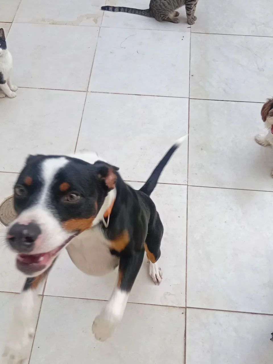 Doação de um  lindo cachorrorinho nome( piter) 