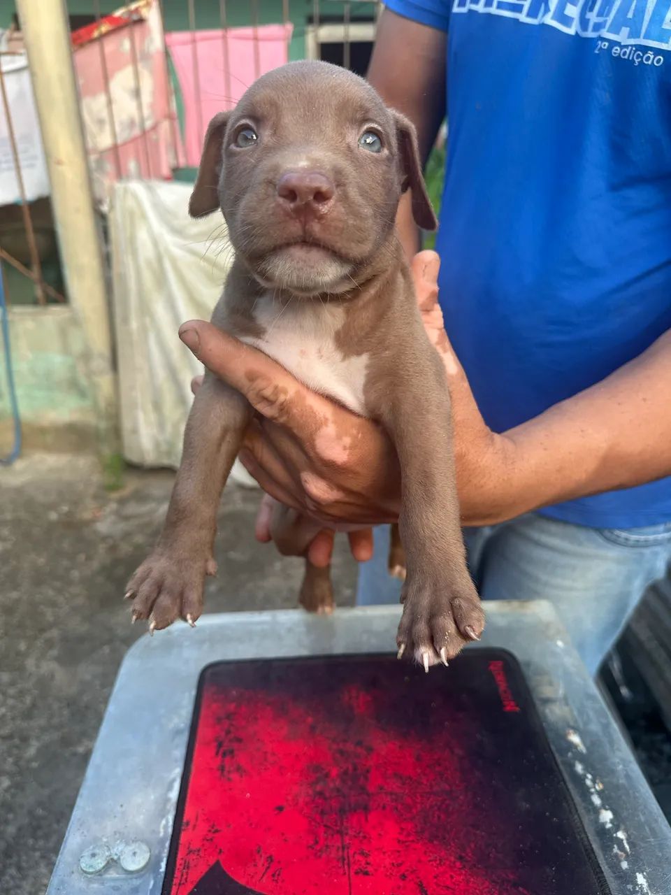 Filhote de pitbull  com 41 dias - Foto 4