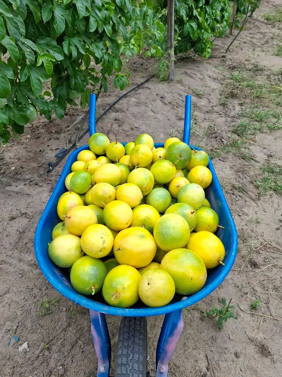 Maracujá do campo p sua mesa c preço de Ceasa  - Foto 4