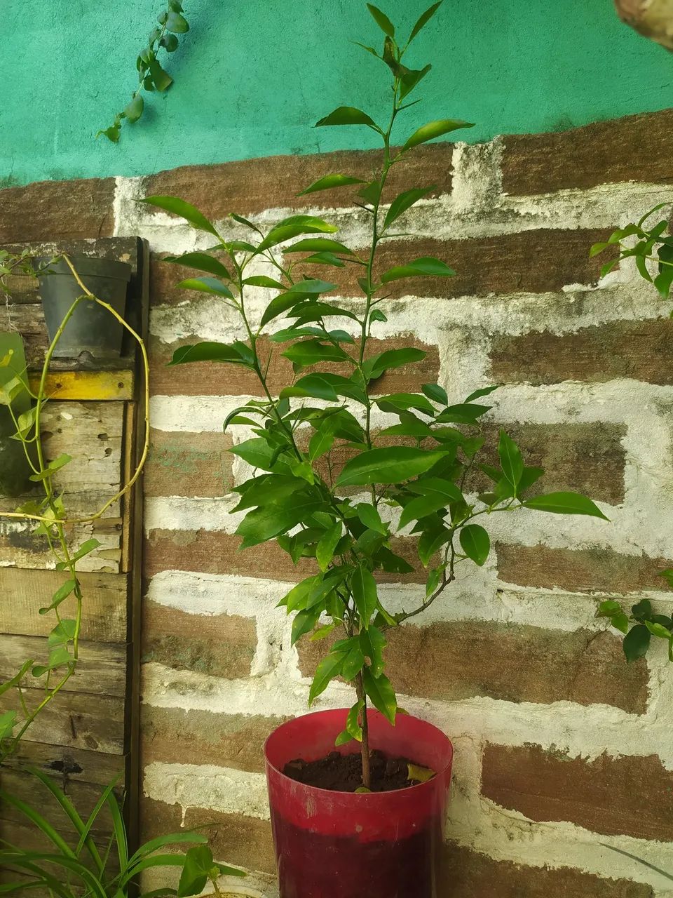 Muda de bergamoteira com 50 cm altura 