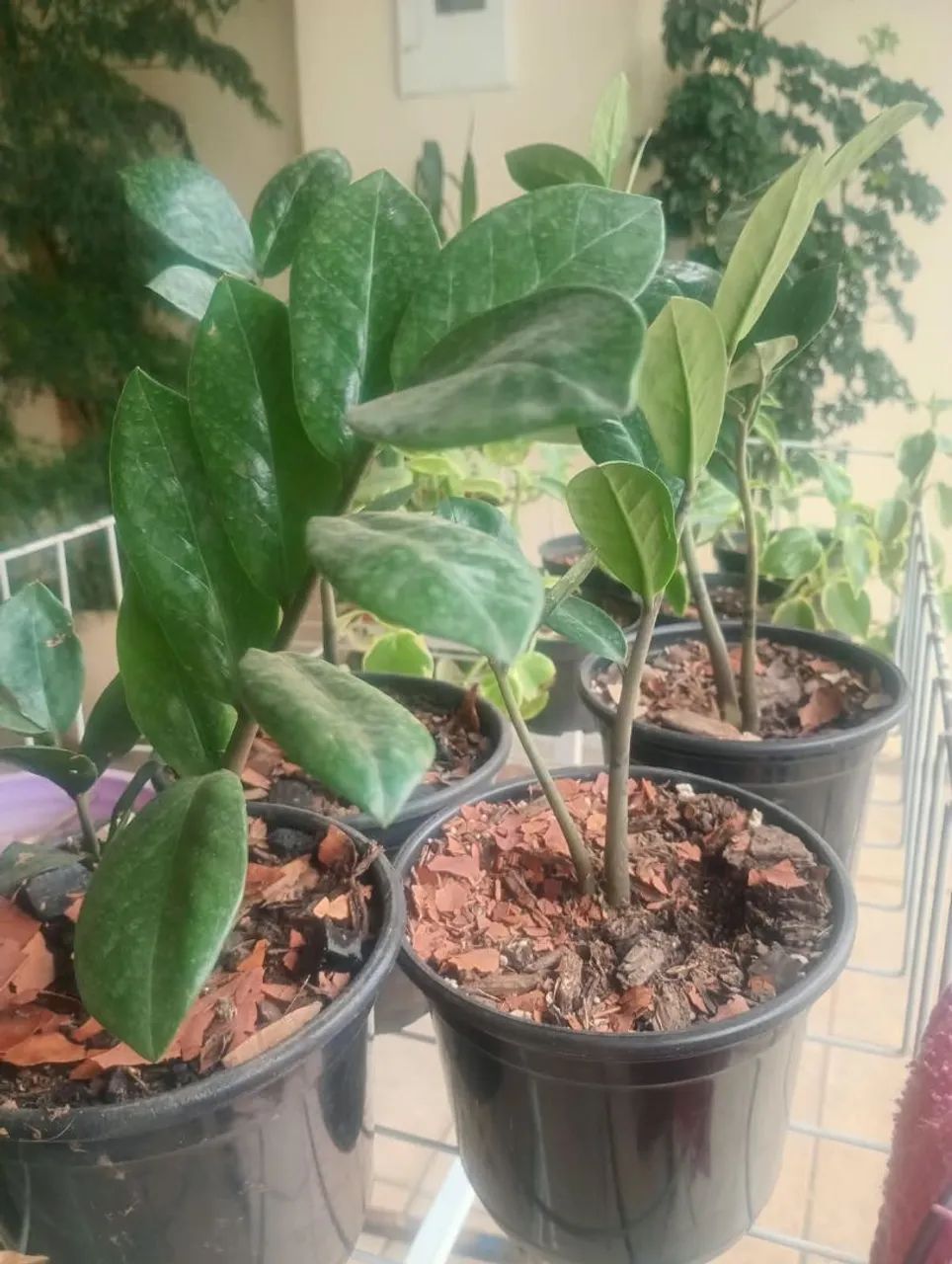 Vendo plantas - Foto 4