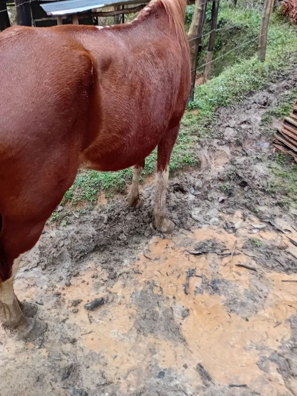 Égua  - Foto 2