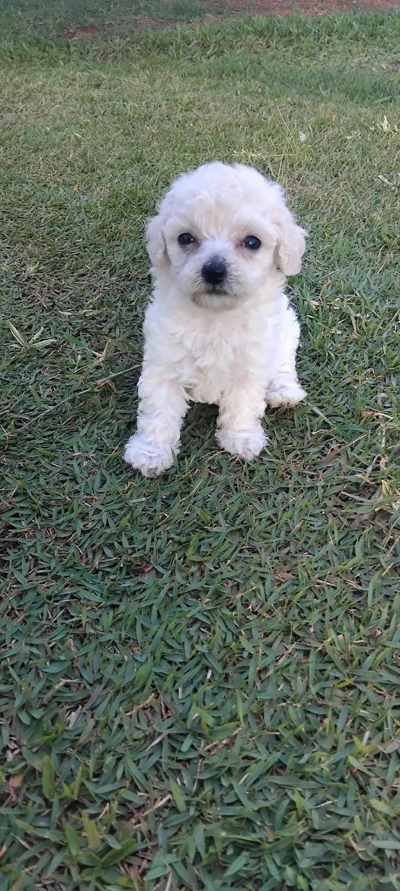 Poodle ?  - Foto 3