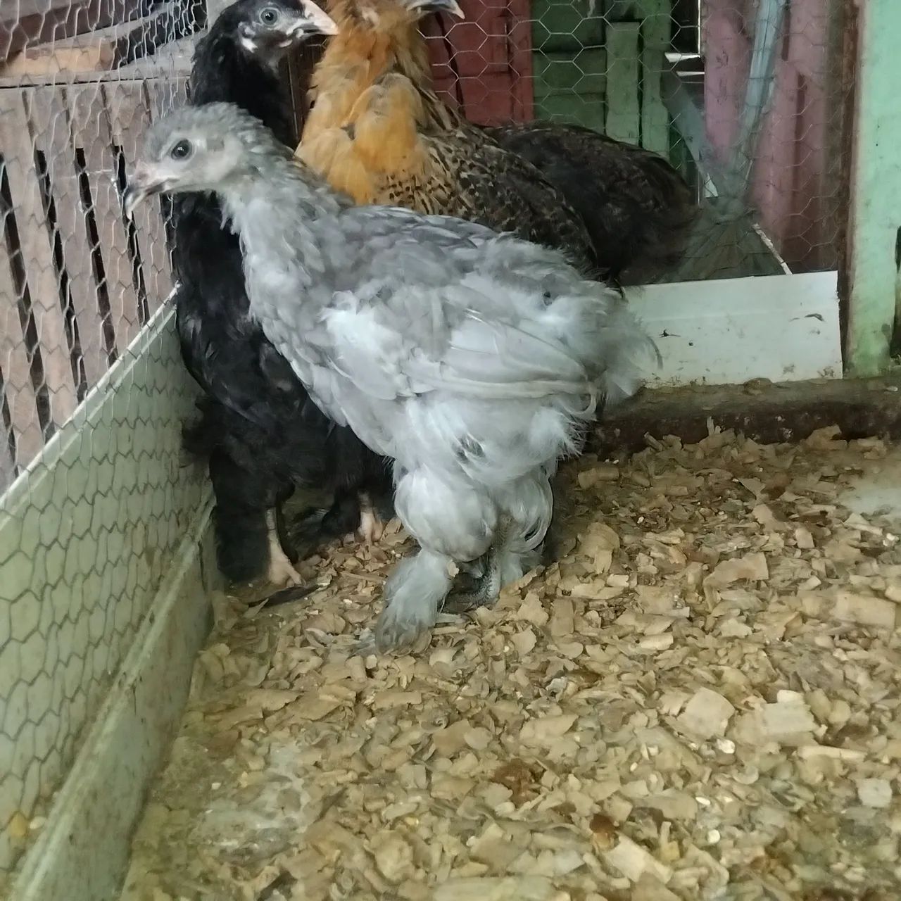 Estou vendendo pintos da raça brama  - Foto 2