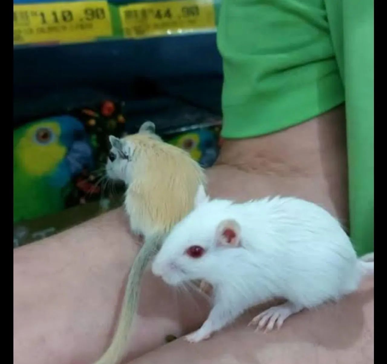 Gerbil( esquilo da magnólia)