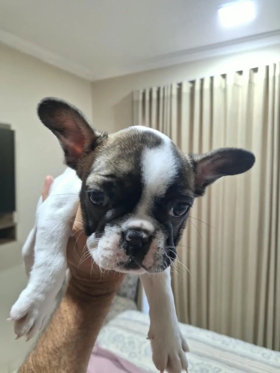 Buldog macho - Foto 3