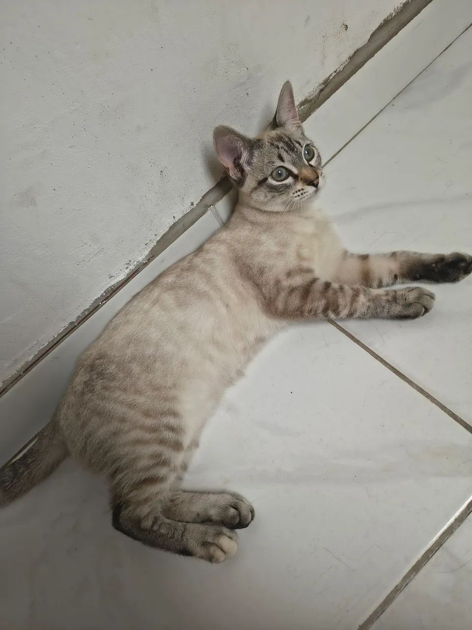 Gata fêmea  - Foto 3