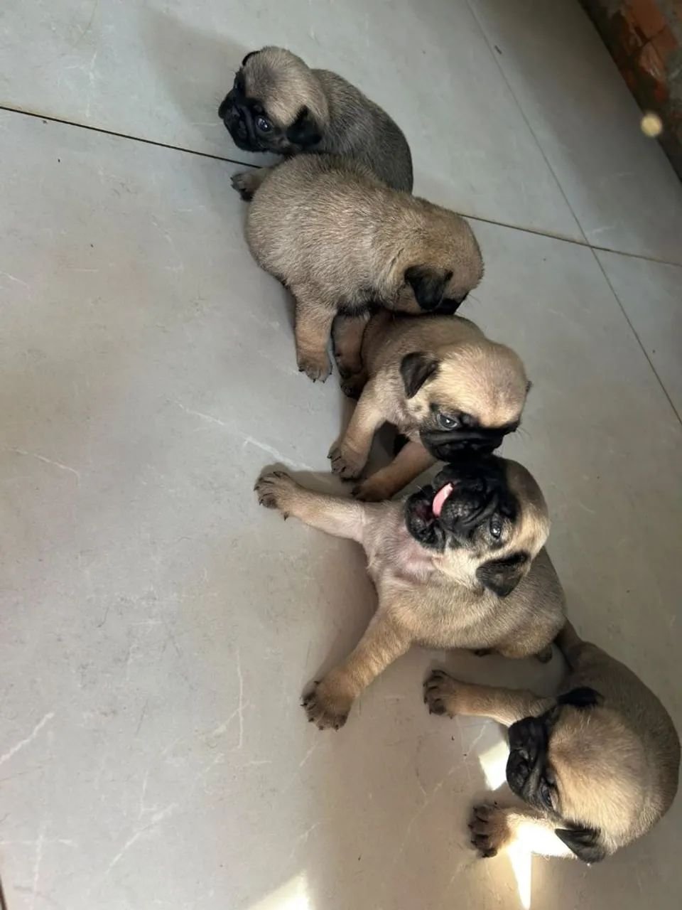 Pug mini - Foto 3