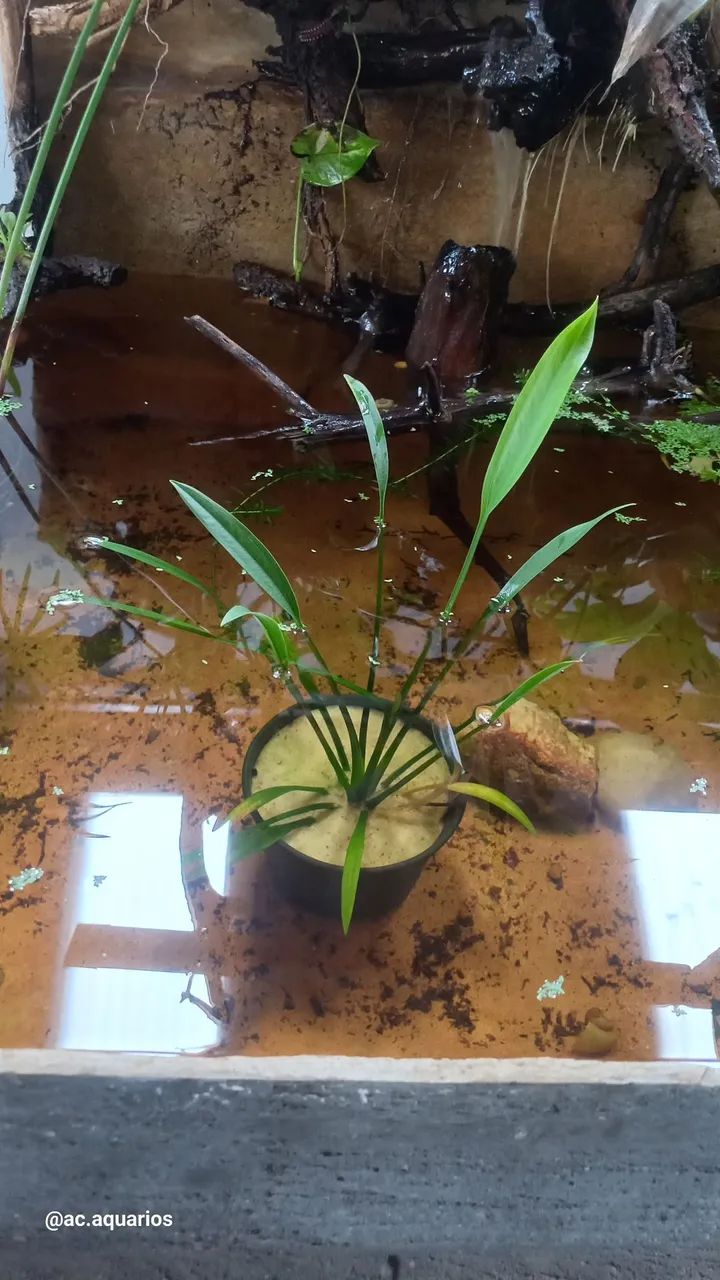 Planta para aquario 