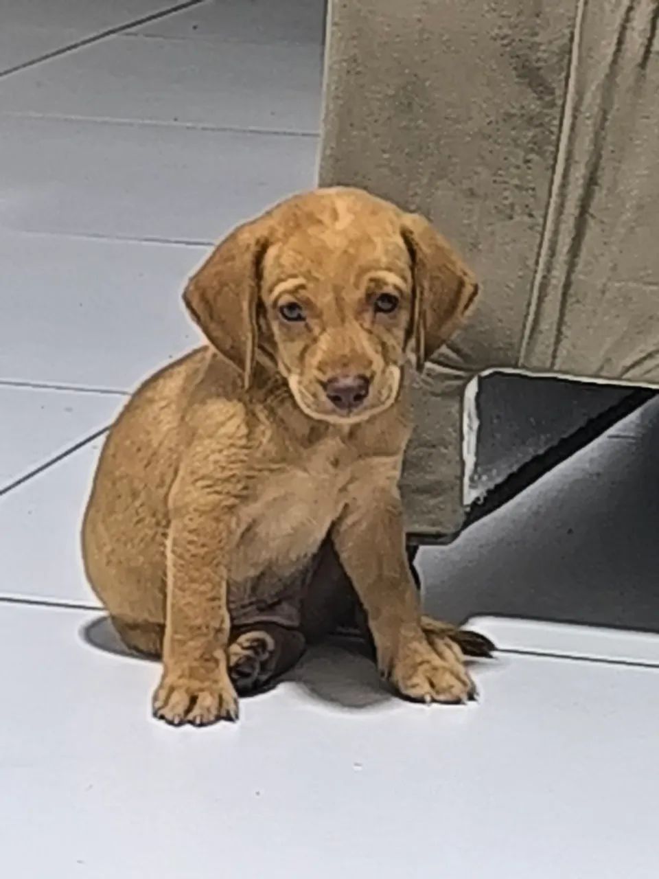 Vendo Labrador Retriber Macho! 2 Meses  - Foto 3