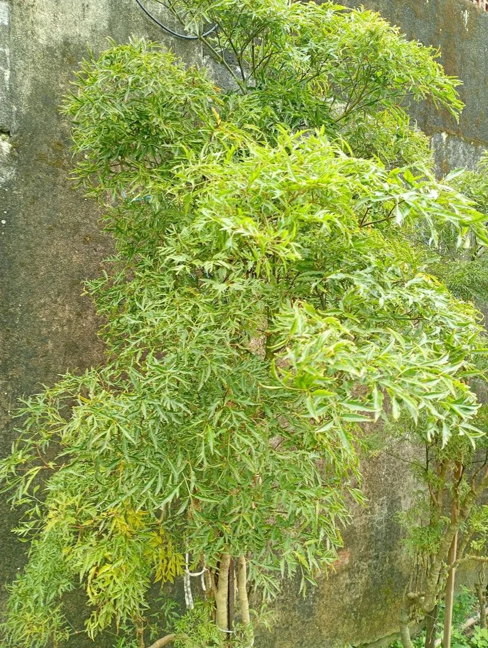 Jardineiro - Foto 5