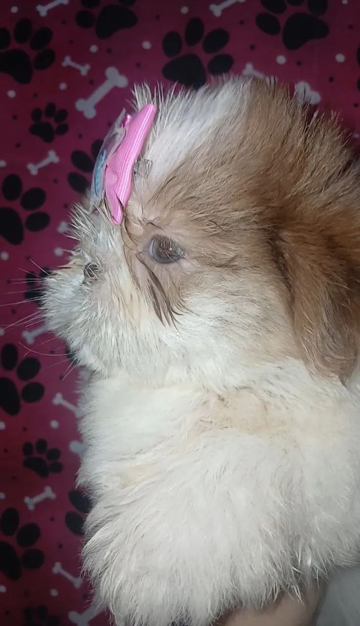 Shih tzu  - Foto 2