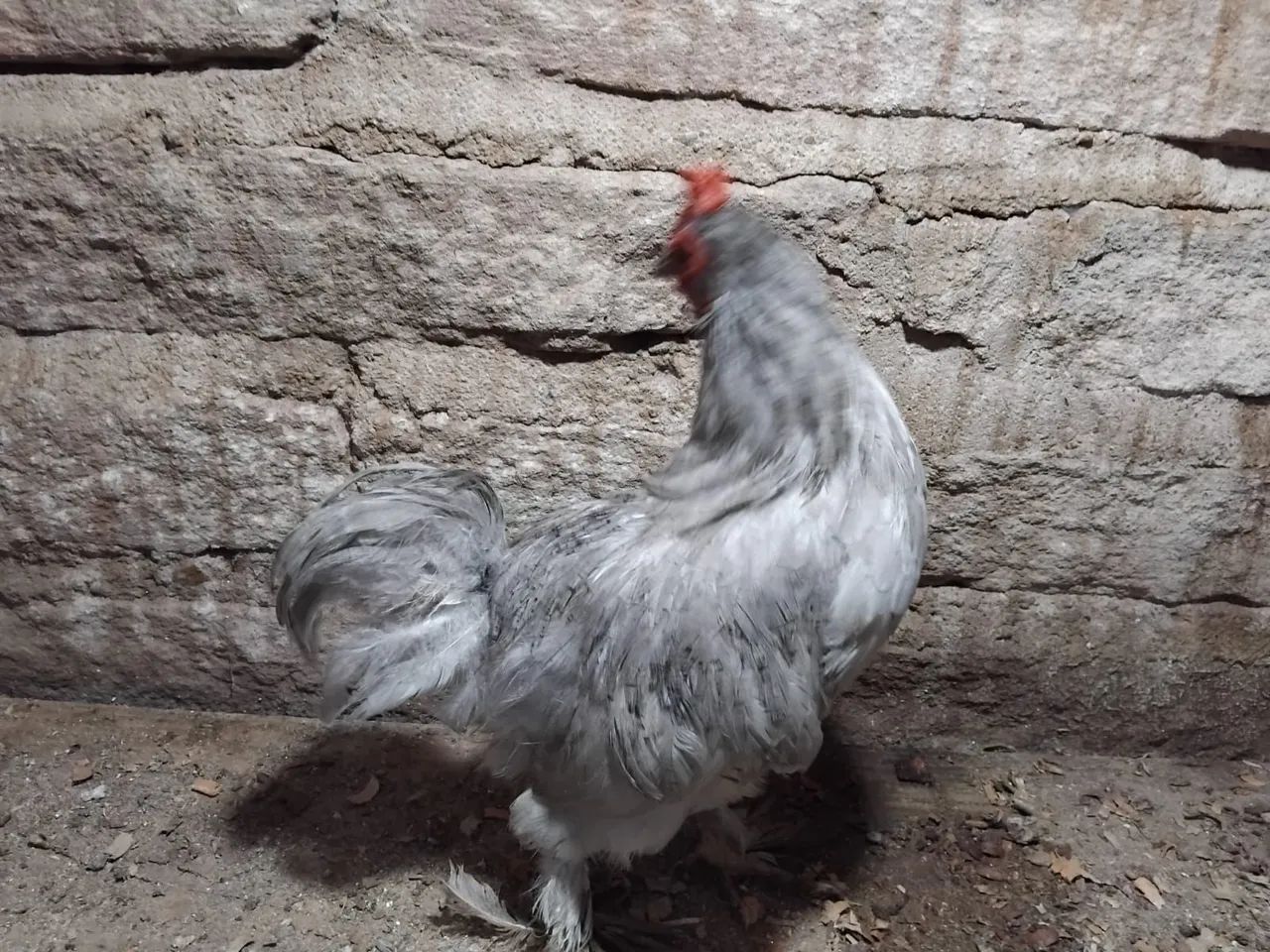 Frango mini Cochin Lavanda  - Foto 4