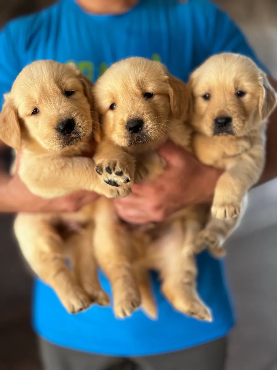 Golden Retriever  - Foto 2