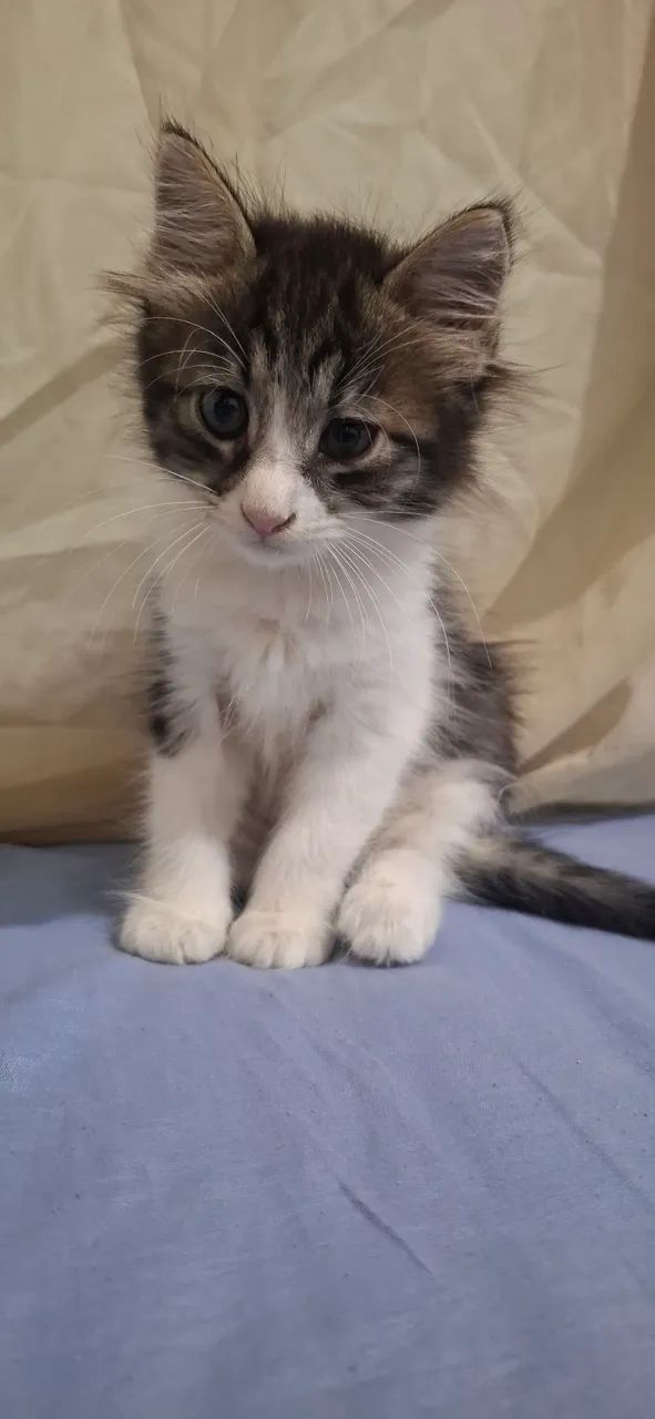 Doa-se filhote de gato - Foto 3