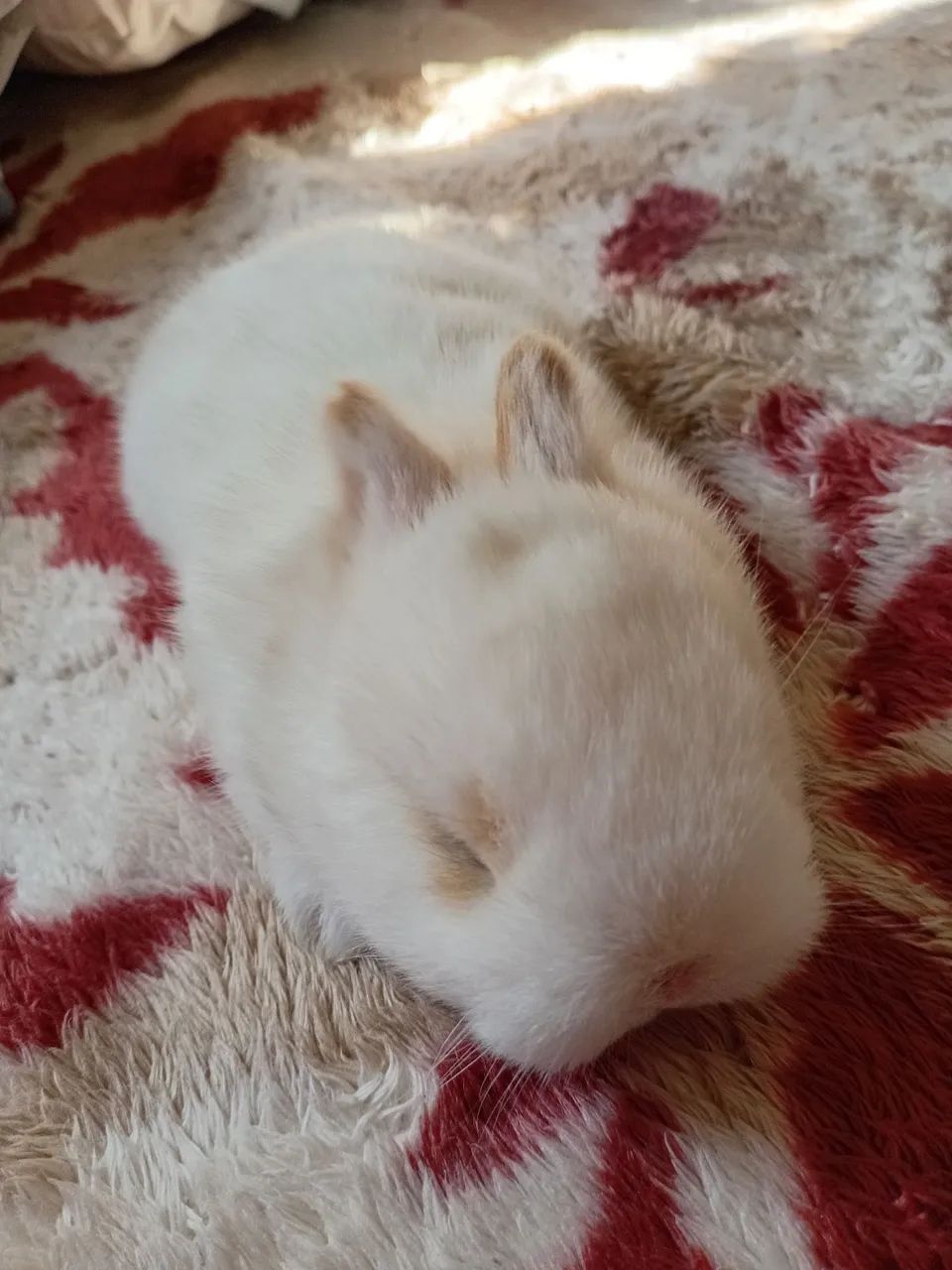 Coelho de Netherland dwarf  - Foto 4