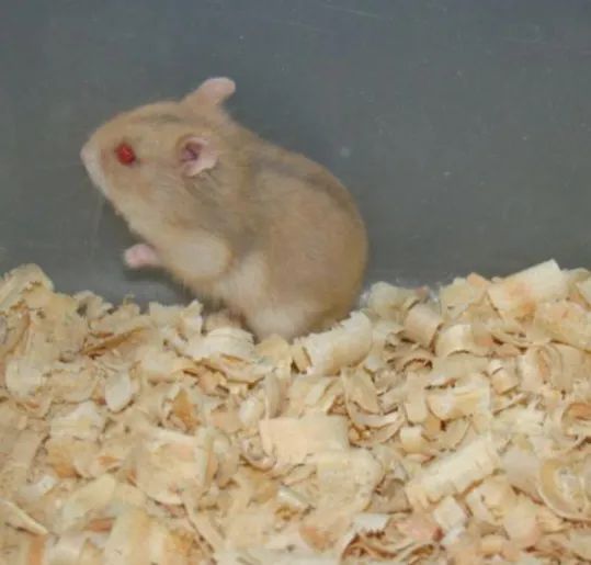 Hamster anão  - Foto 4