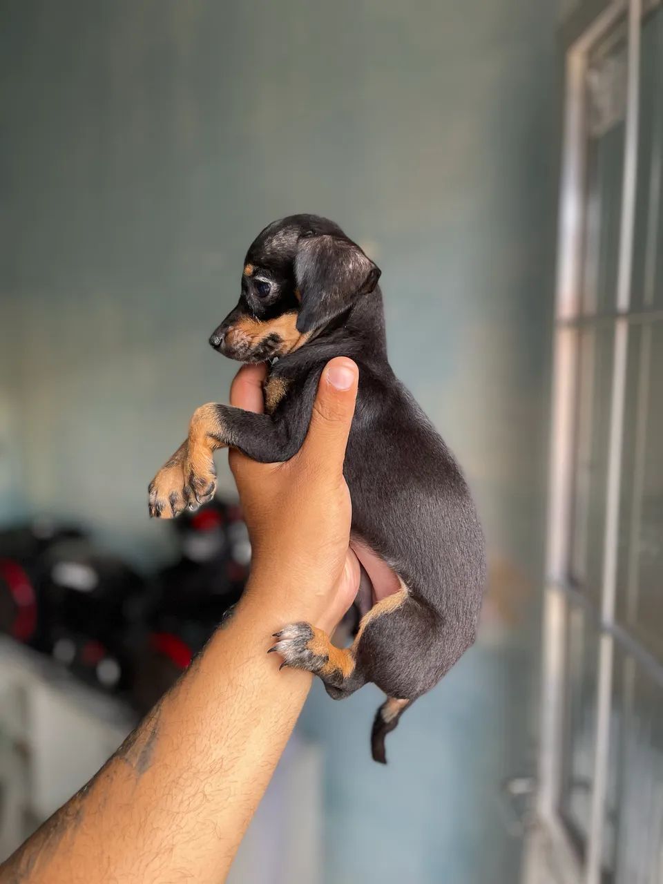 Pincher com salsicha  - Foto 5