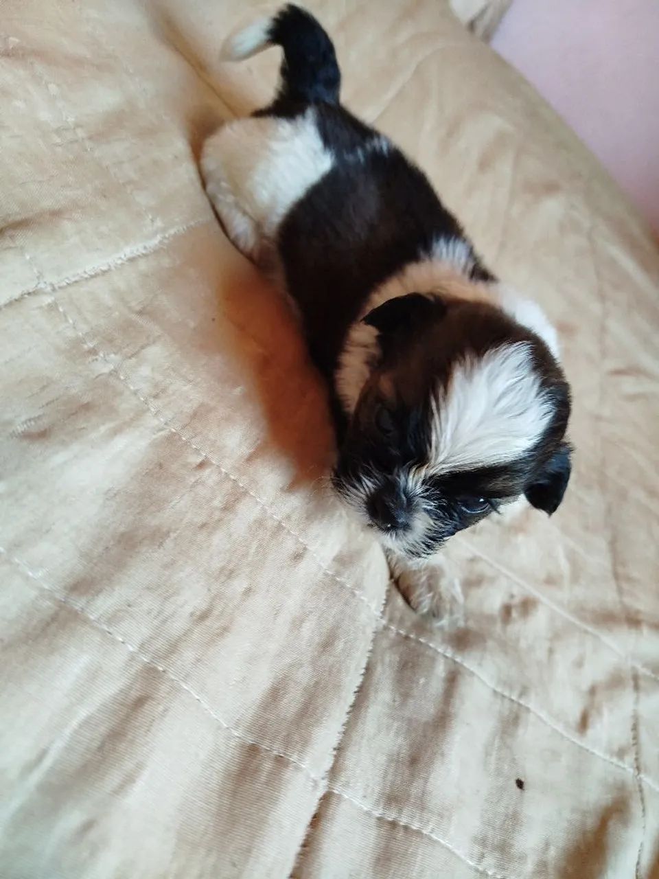 Shitizu  - Foto 3